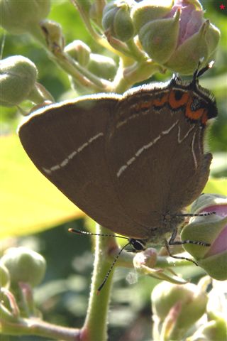 Satyrium acaciae o w-album ?